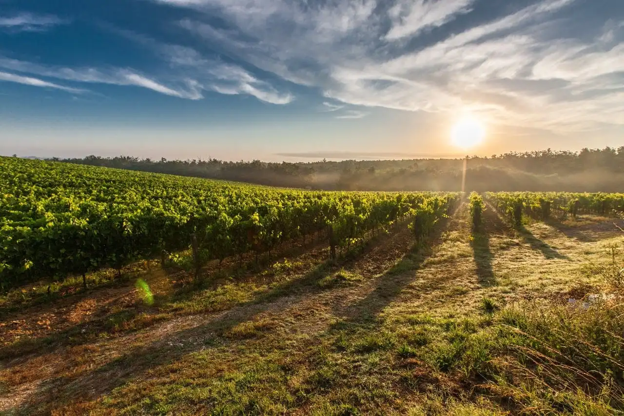 House Image of La Importancia del Terroir en la Calidad del Vino