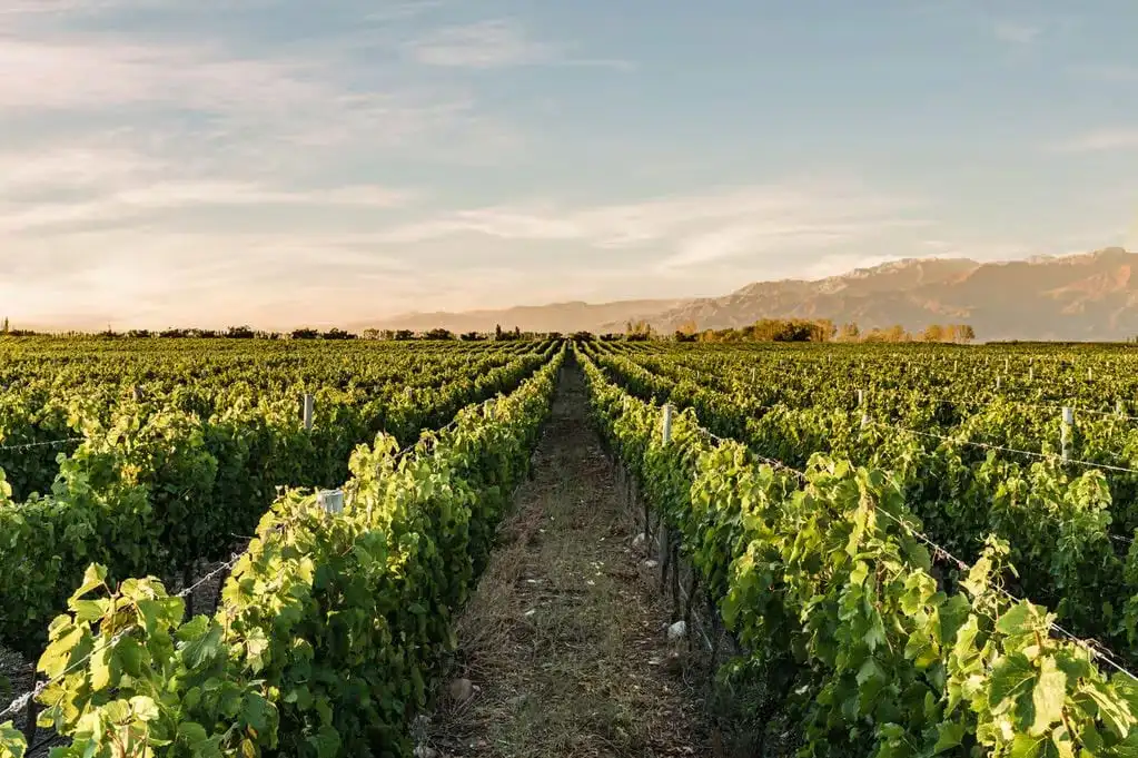 House Image of Vino de Parcela: Explorando la Singularidad del Terroir en Cada Botella